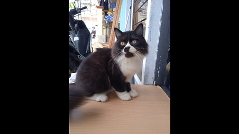 Very adorable !!! Boboy playing with a fly