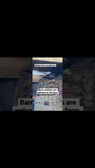 Barn swallows just hatched! #shorts