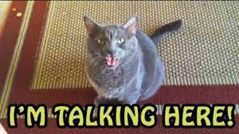 CATS TALK BETTER THAN HUMANS ! WTF