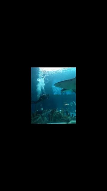 Texas State Aquarium Sharks