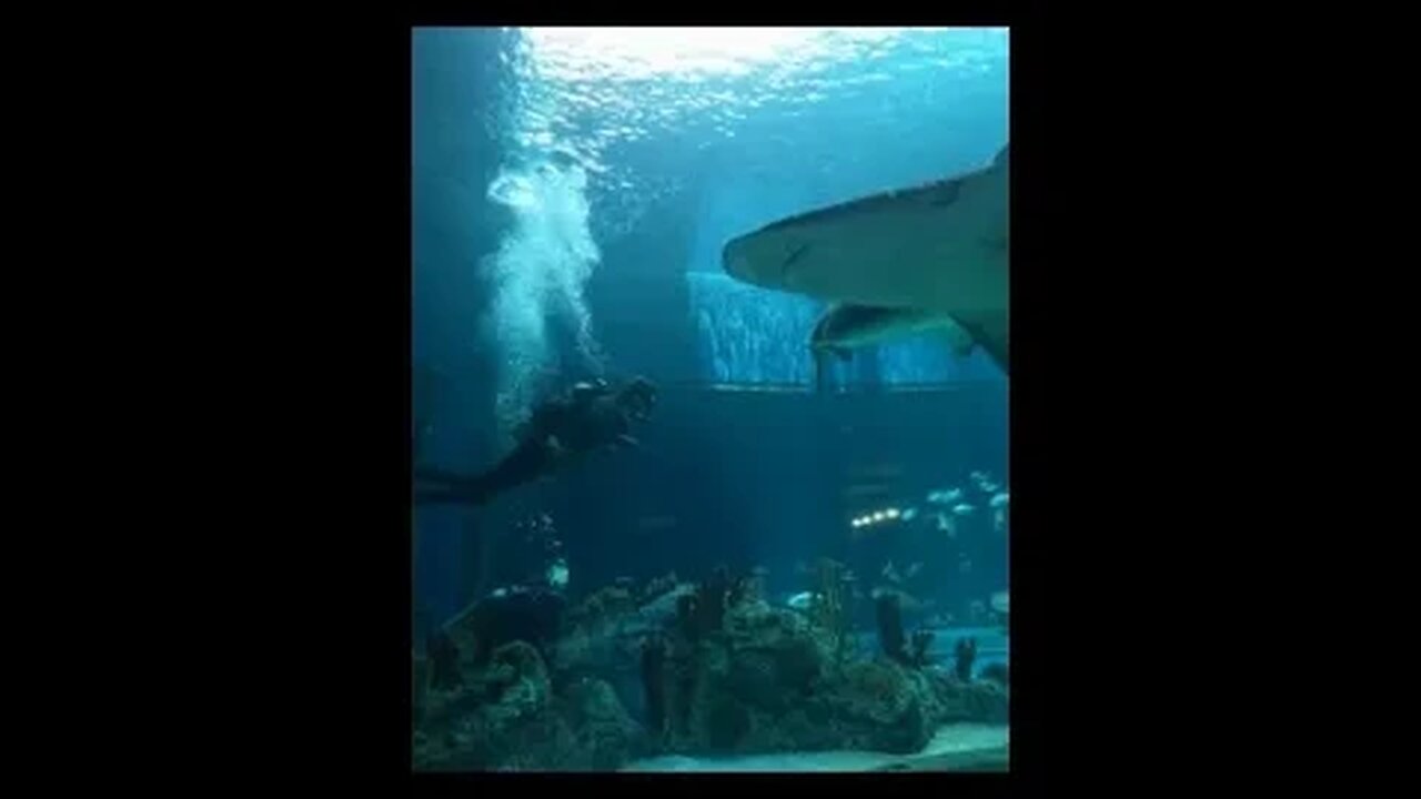 Texas State Aquarium Sharks