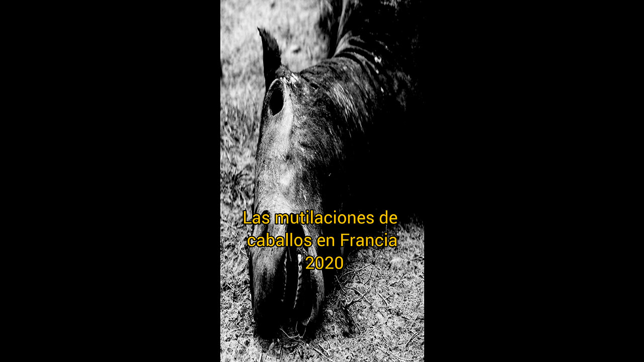 Las mutilaciones de caballos en Francia durante el 2020 - El Tercer Dedo
