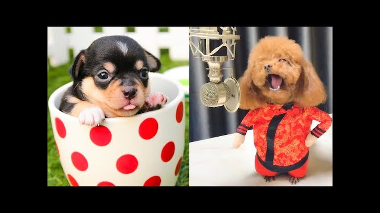 Baby Dogs - Cute and Funny Dog Videos Compilation #5