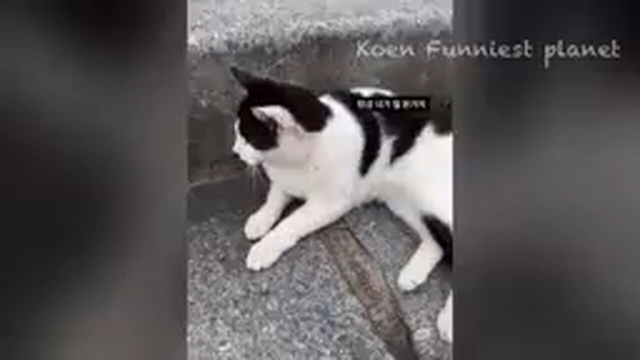 funny cat and dog video