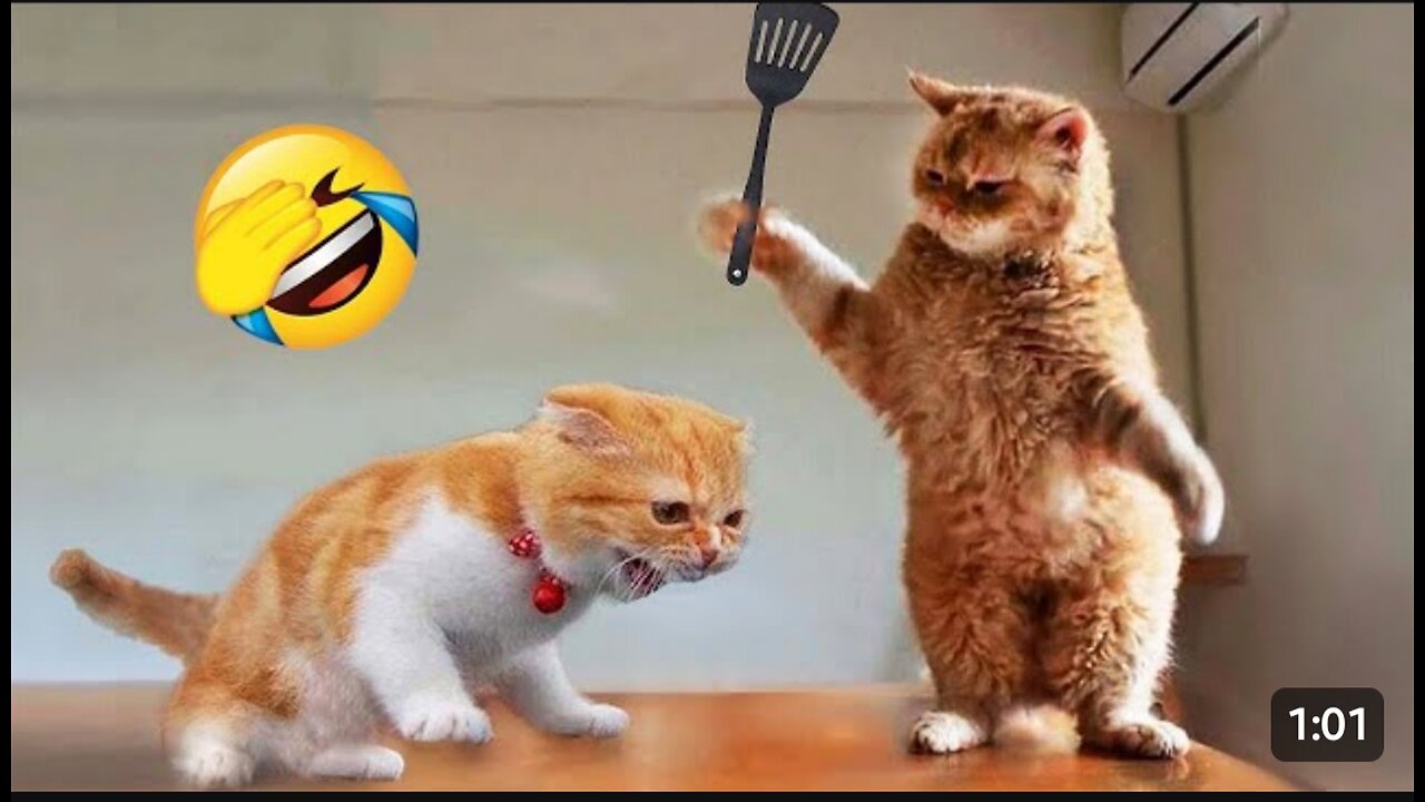 Animal funny 😁 videos wait ......very funny