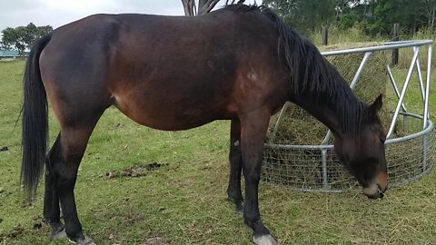 Foal Watch: Pregnant mare put on much needed weight after being neglected and mistreated.