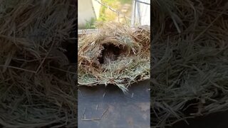 Bird Nest 🐦 Found in UNEXPECTED Place ❤