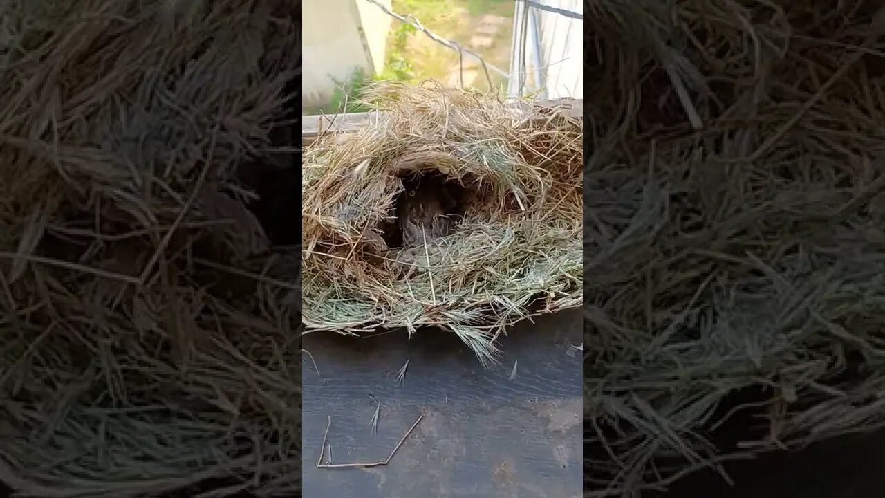 Bird Nest 🐦 Found in UNEXPECTED Place ❤
