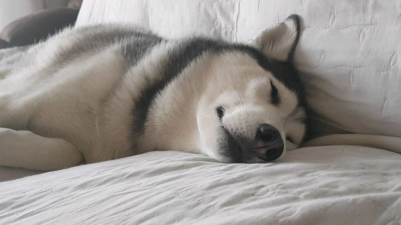 Husky running hard in his dreams... puchitan