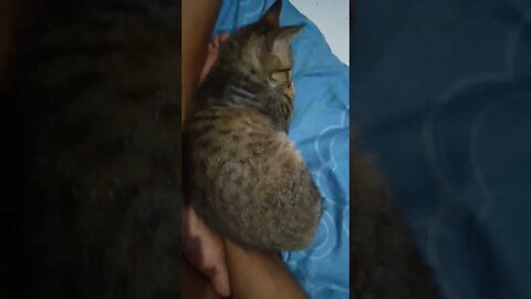 kucing lucu lagi tidur