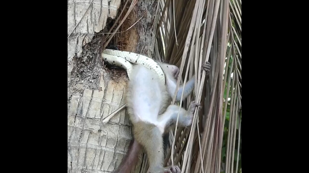 king cobra & baby monkey fight