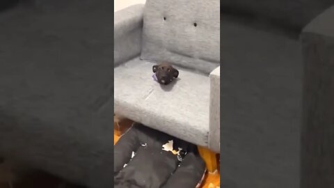 Oh, hello…I can explain 😏🤣🐕🛋 #shorts #dog #tiktok