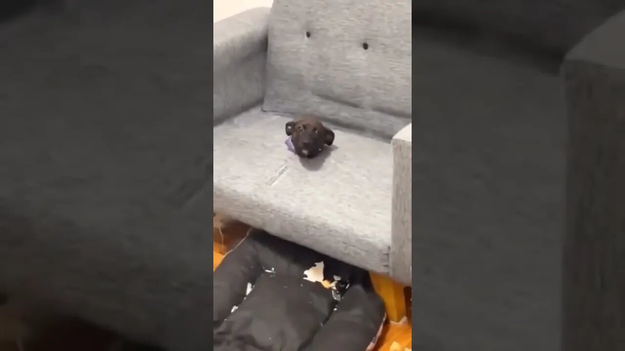 Oh, hello…I can explain 😏🤣🐕🛋 #shorts #dog #tiktok