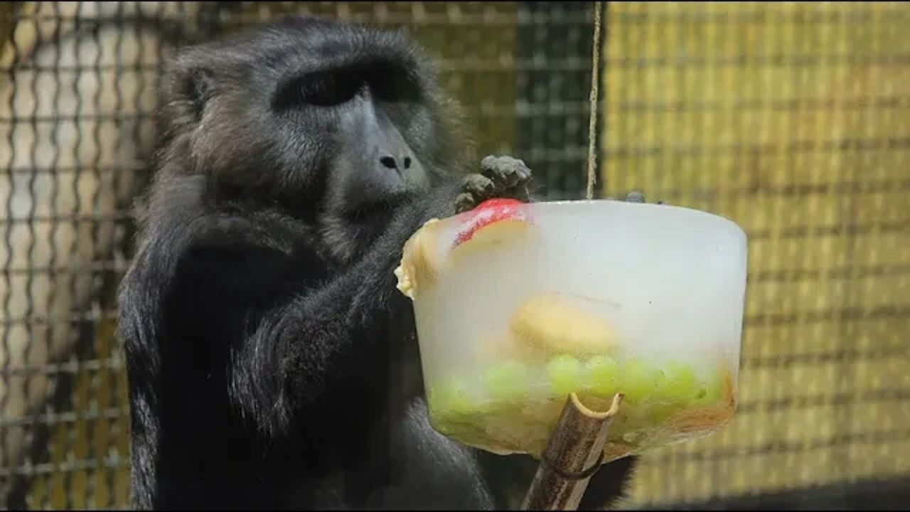 Stanovnicima osječkog Zoološkog vrta stigla su ledena osvježenja