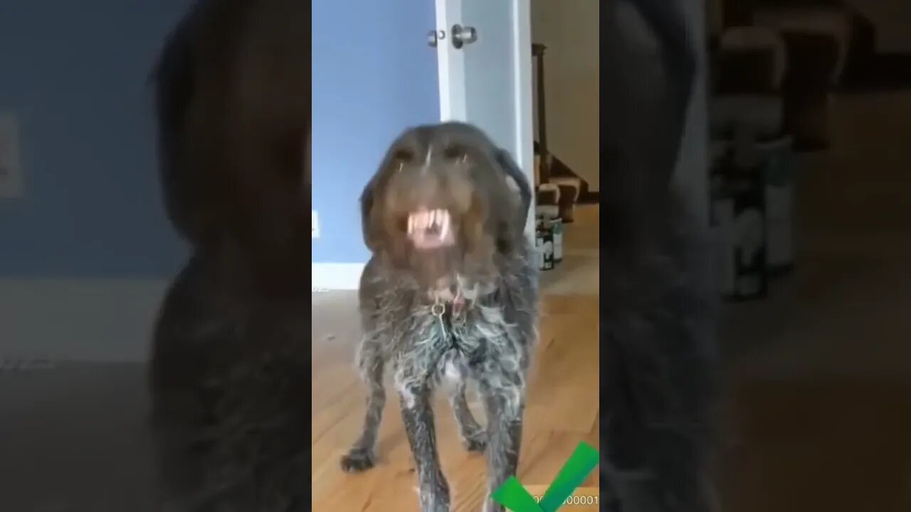 Dog funny acting 🤣 😂