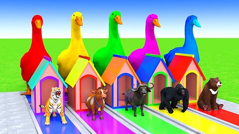 5 Giant Duck Cartoon,Cow,Elephant,Tiger,Lion,Dinosaur,Paint Wild Animals Crossing Fountain Animation