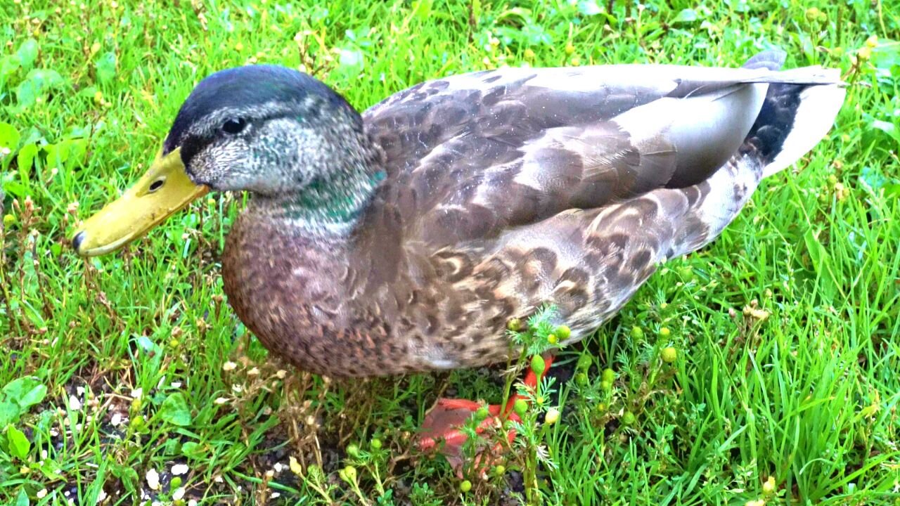 Mallard Duck Drakes in Late Summer Colors Being Hand Fed