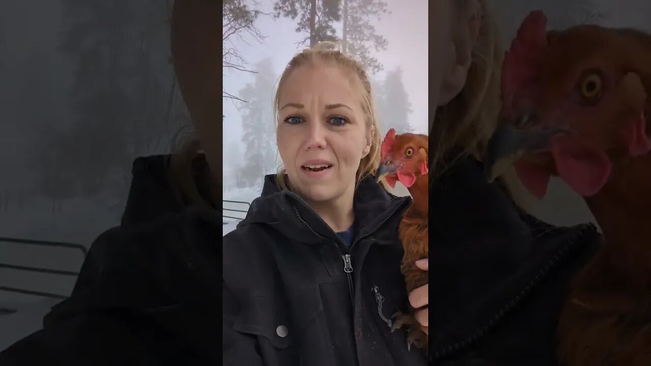 #shorts #chickens
