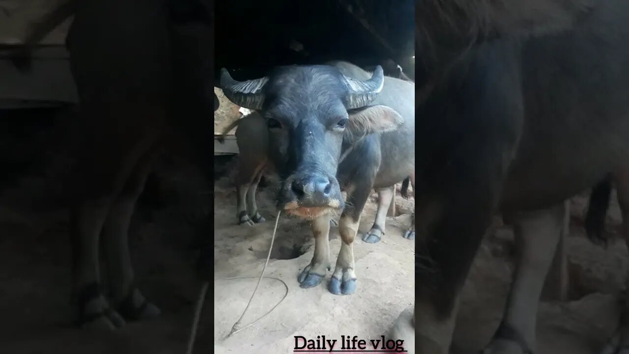 oh my god, the buffalo is too big for me to record, it's so cute