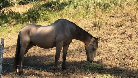 Update on Arthur. Still needs weight but looking like a normal horse