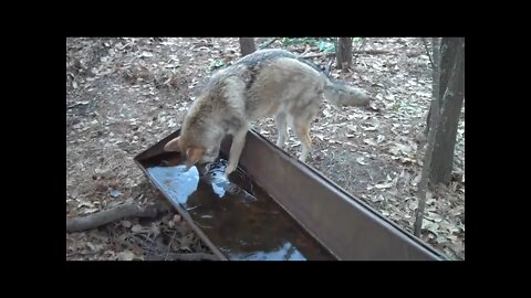 Coyote accidentally gives itself a brain freeze