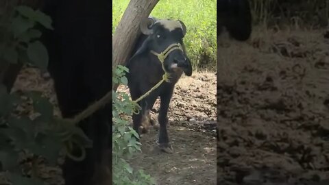 Buffalo In Eastern Rural Areas #Ubertainment #ytshorts #buffalo #animals #viral2022 #trending2022