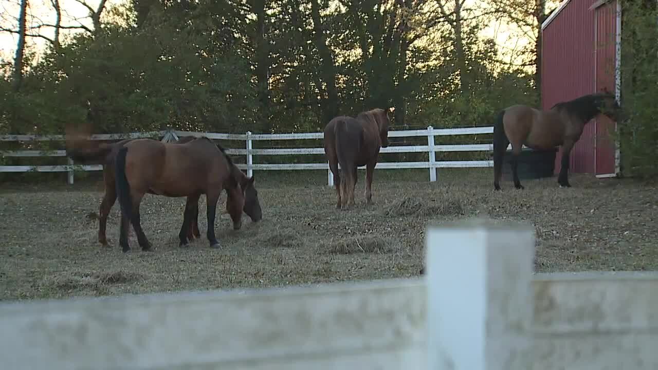 KCMO woman offers refuge to horses during fire near I-470, Raytown Road