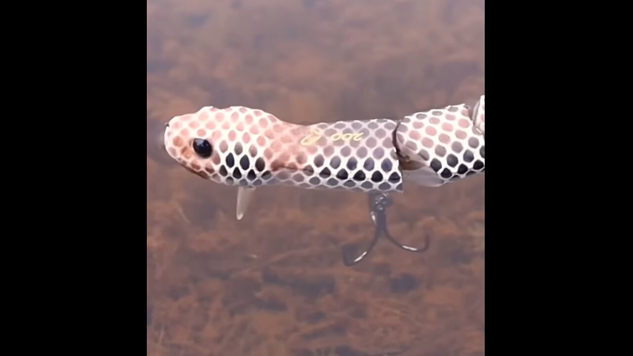 Catching A Fish On A Realistic SNAKE Lure!