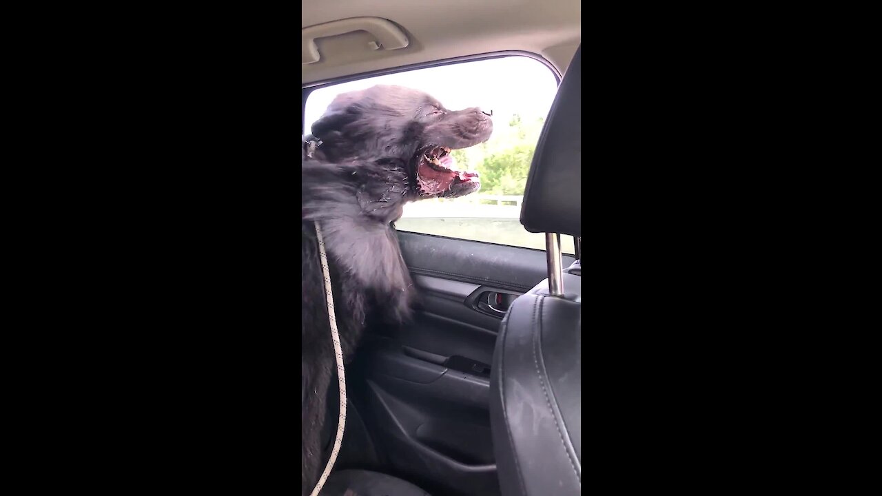 Newfoundland rides with his head out the window