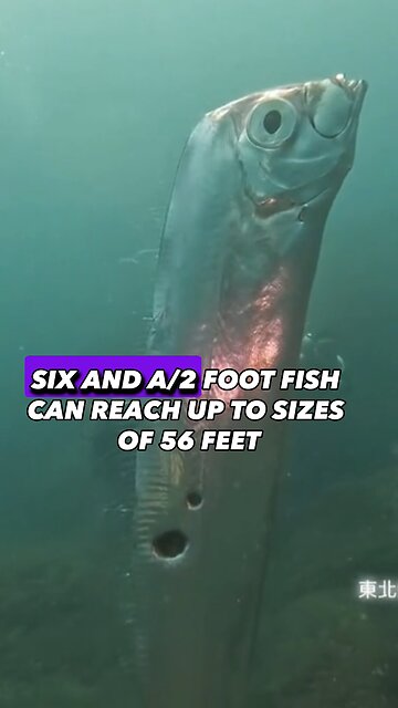 Are These “Doomsday” Oarfish A Sign From God?