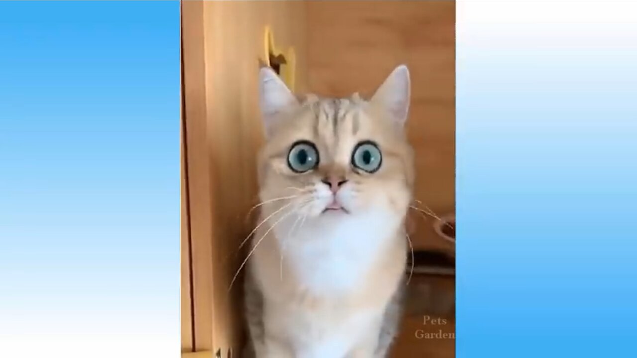 Cute cat with beautifull blue eyes 🦋