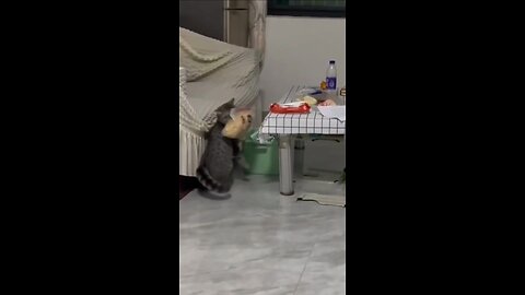 Funny cats videos 😺😂😂