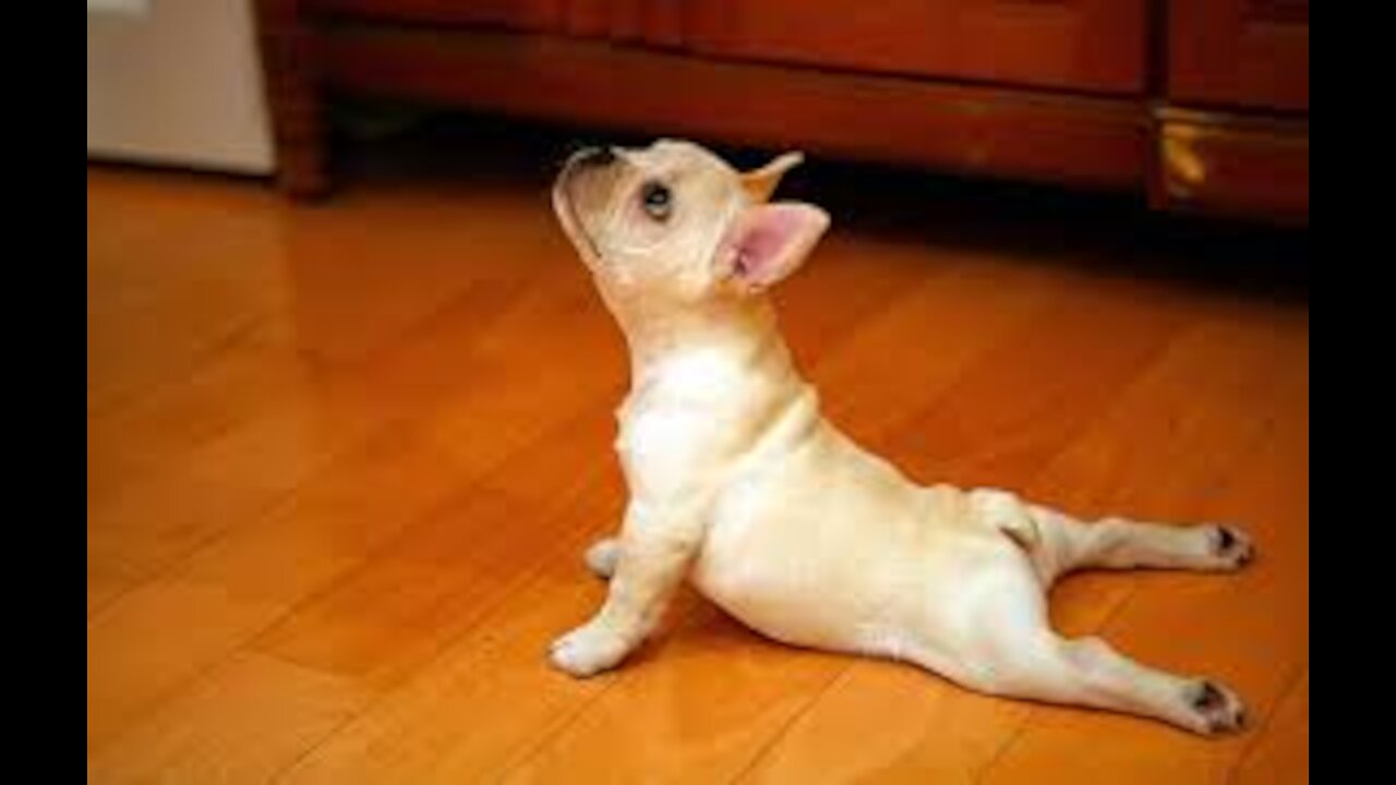 Funniest 🐶 Dog Awesome Funny Pet Animals 1080p hd