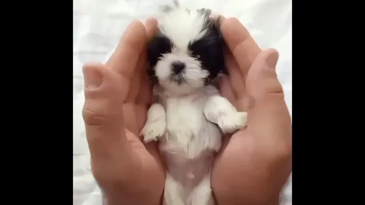 cute dog