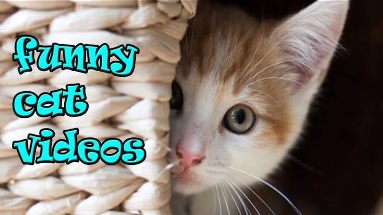 Cat Reaction to Playing Balloon - Funny Cat Balloon Reaction Compilation 2019
