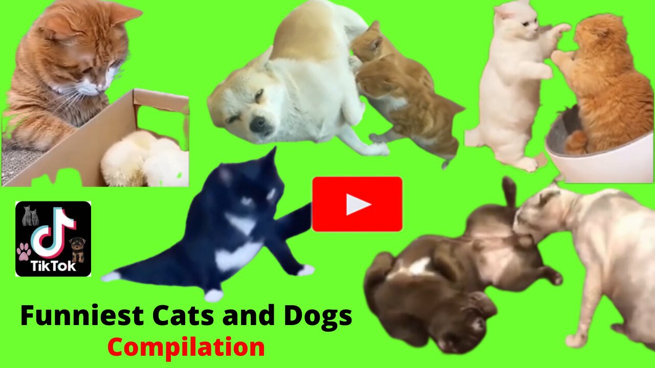 Funny dogs and cats! - unniest dogs and cats video compilation 2022