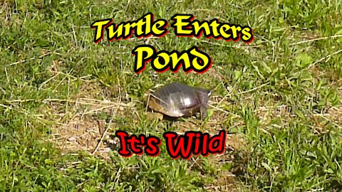 Turtle Enters Pond – It’s Wild