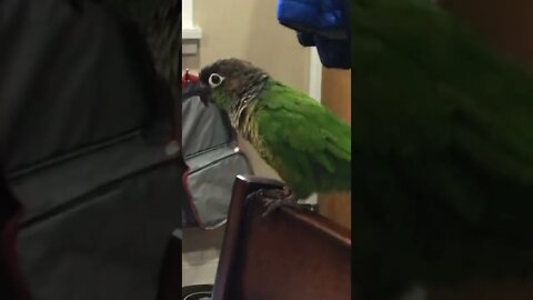 My bird dancing