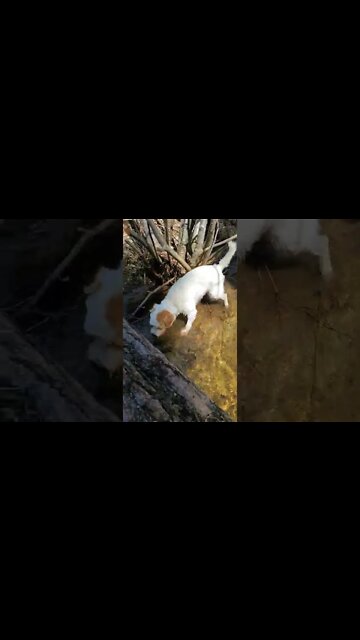 Ares Jack Russell and the ball in creek