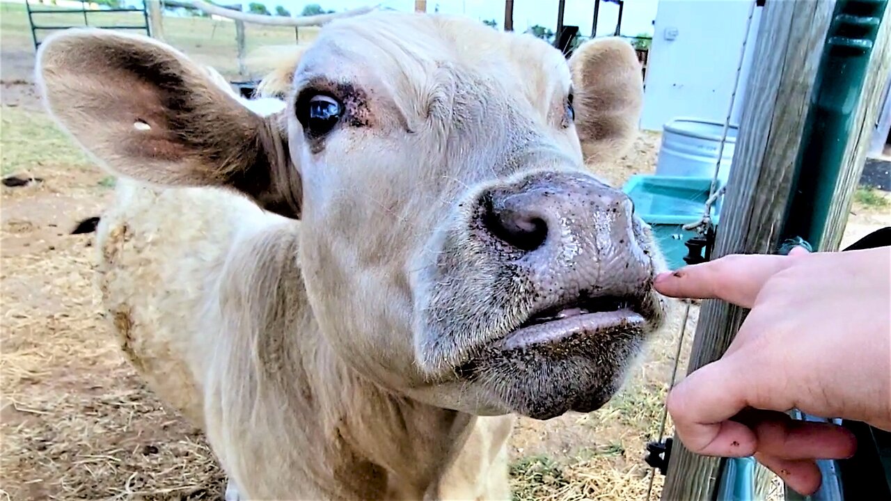 Dwarf Calf Still Loves His Treats A Year After Being Rescued