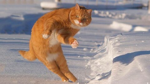 Funny Cats / Dogs - Funny Animal Videos | Try Not To Laugh Animals