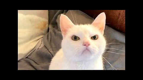 Funny animals - Funny cats dogs - Funny animal videos