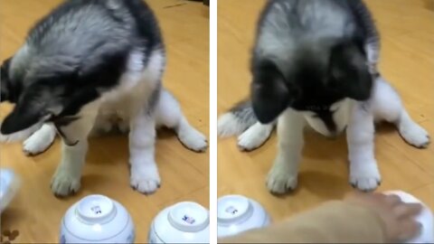 Dog Picks The Right Bowl Of Candies But There Is A Surprise In The End