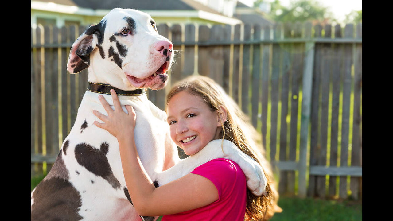 Great Dane - Great Dane Growth
