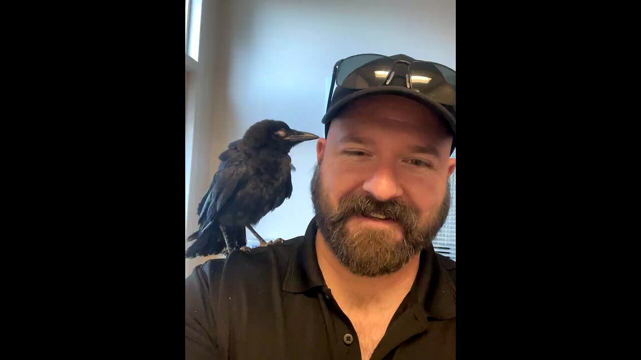 Crow cuddles