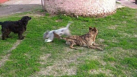 Perritos: Negrita y Amapola juegan con amigos en "El Hongo" (10/07/2022)