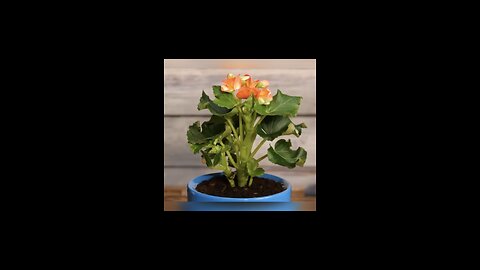 Tips berkebun sederhana dan cara menjaga tanamanmu tetap sehat: