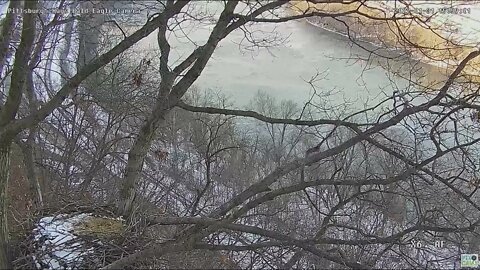 Hays Eagles area two eagles flying on the Monongahela River 2022 01 31 155855