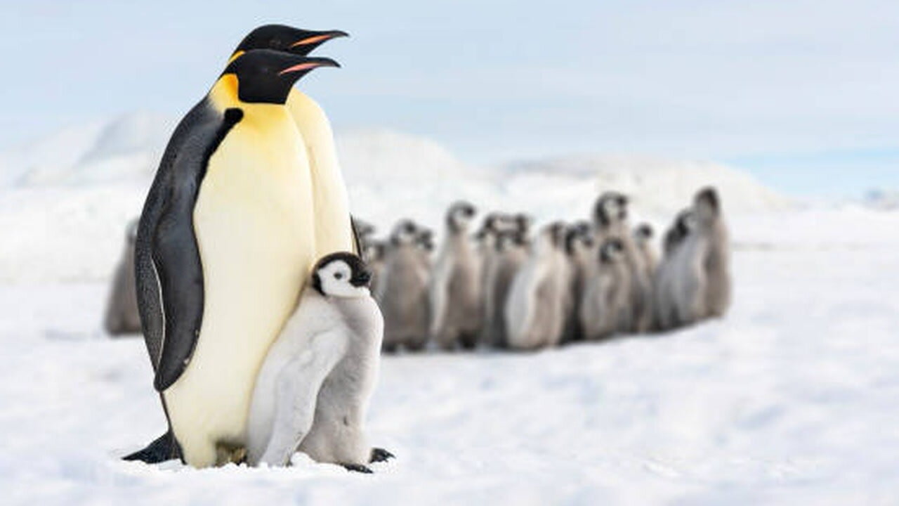 Bird Flu Strikes Antarctic Penguins For First Time