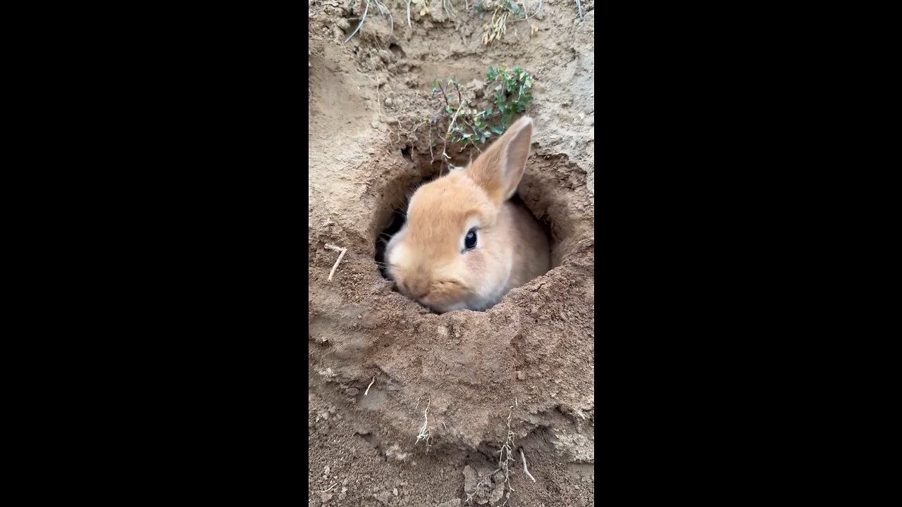 Happy rabbit